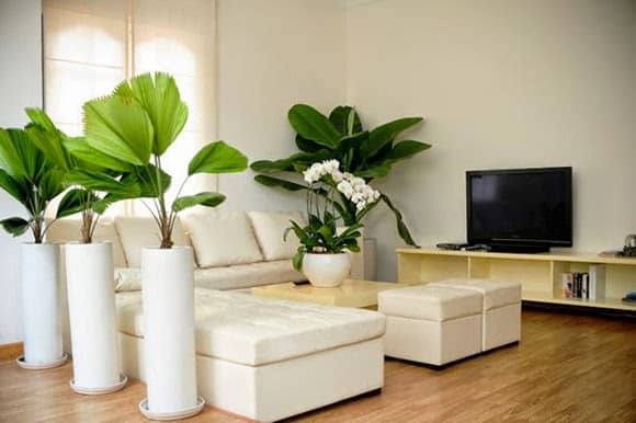 Những Vị Trí Đặt Cây Cảnh Mang Thiên Nhiên Vào Nhà Bạn – P1